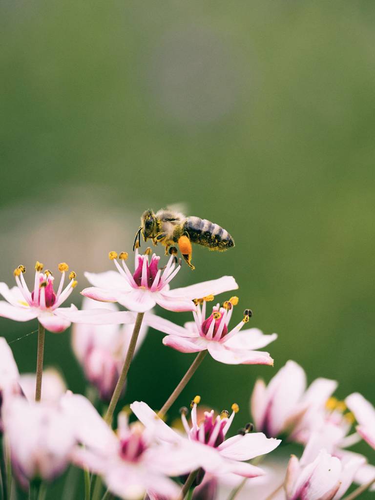 Bee in a garden