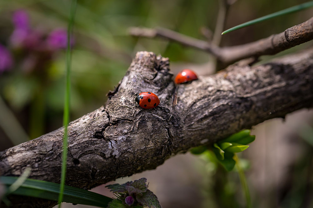 Beetles in a garden