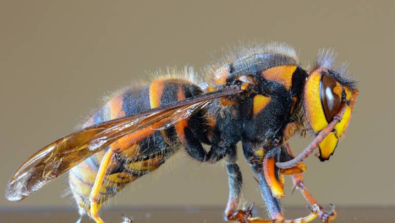 Asian Hornets in the US: What You Need to Know
